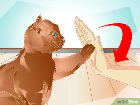 Image titled Teach a Cat to "High Five" Step 20